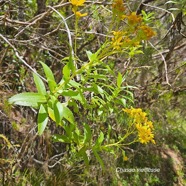 Faujasia salicifolia Chasse vieillesse A steraceae Endémique La Réunion 03.jpeg