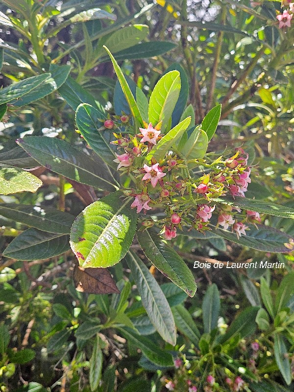 Forgesia racemosa Bois de Laurent Martin Es calloniaceae Endémique La Réunion 23.jpeg