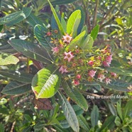 Forgesia racemosa Bois de Laurent Martin Es calloniaceae Endémique La Réunion 23.jpeg