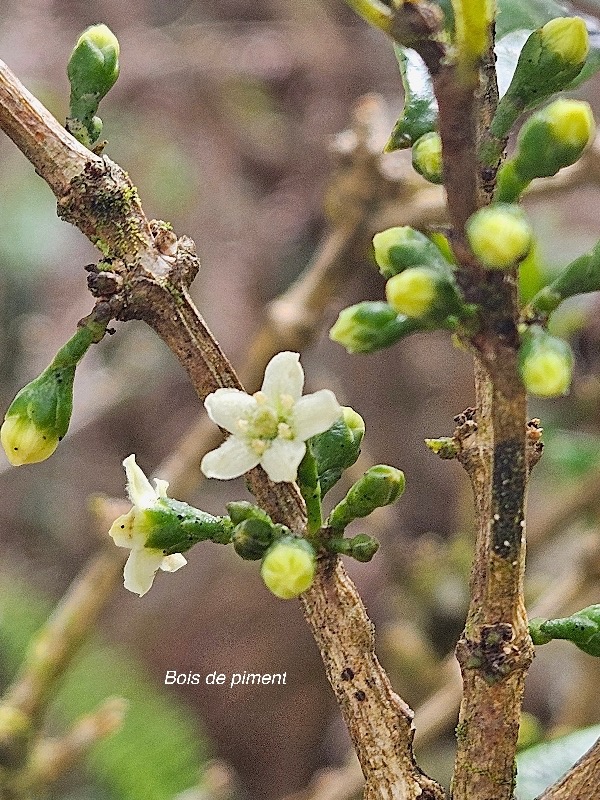 Geniostoma angustifolium Bois de piment Logan iaceae Endémique La Réunion, Maurice 20.jpeg