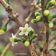 Geniostoma angustifolium Bois de piment Logan iaceae Endémique La Réunion, Maurice 20.jpeg