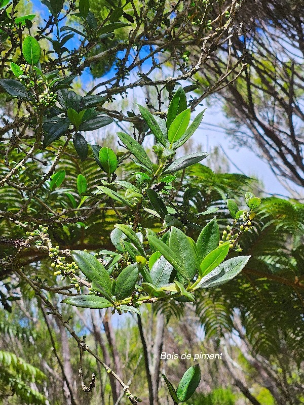 Geniostoma angustifolium Bois de piment Logan iaceae Endémique La Réunion, Maurice 50.jpeg