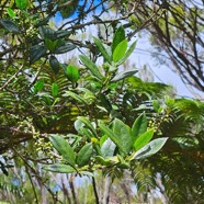 Geniostoma angustifolium Bois de piment Logan iaceae Endémique La Réunion, Maurice 50.jpeg