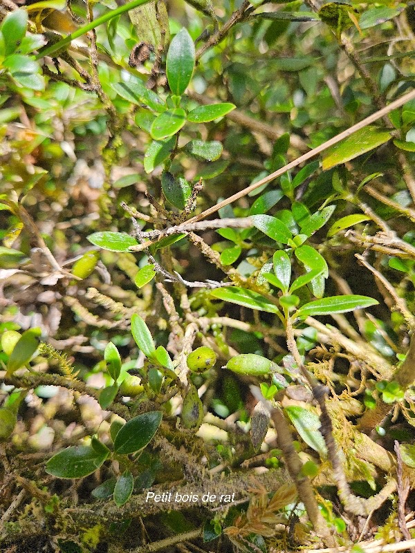 Geniostoma pedunculatum Petit bois de rat Log aniaceae Endémique La Réunion, Maurice .jpeg