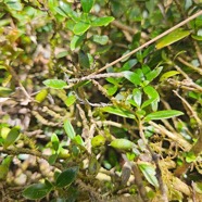 Geniostoma pedunculatum Petit bois de rat Log aniaceae Endémique La Réunion, Maurice .jpeg