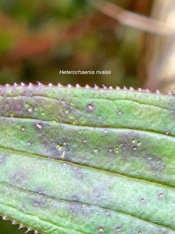 Heterochaenia rivalsii Campanulac eae Endémique La Réunion 01.jpeg