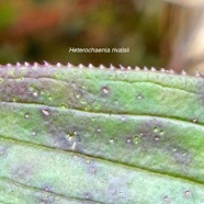 Heterochaenia rivalsii Campanulac eae Endémique La Réunion 01.jpeg