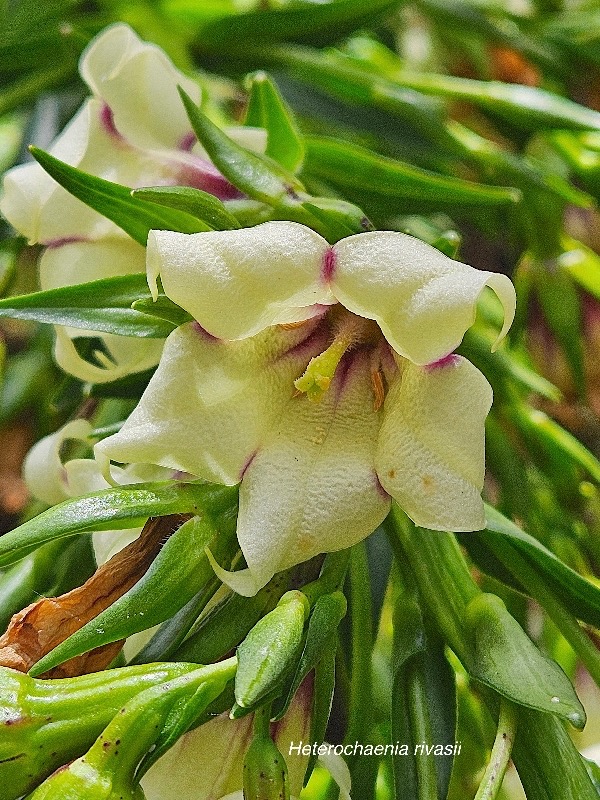 Heterochaenia rivalsii Campanulaceae Endémique La Réunion 10.jpeg