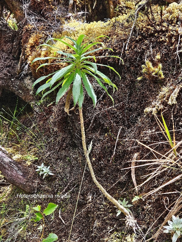 Heterochaenia rivalsii Campanulaceae Endémique La Réunion 31.jpeg