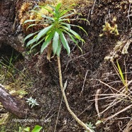 Heterochaenia rivalsii Campanulaceae Endémique La Réunion 31.jpeg