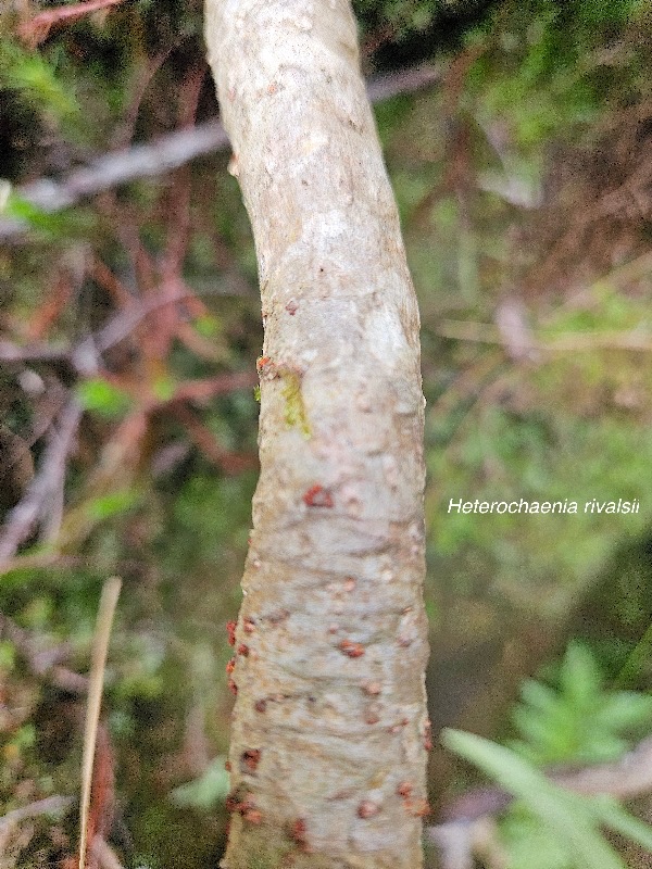 Heterochaenia rivalsii Campanulaceae Endémique La Réunion 420.jpeg