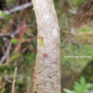 Heterochaenia rivalsii Campanulaceae Endémique La Réunion 420.jpeg