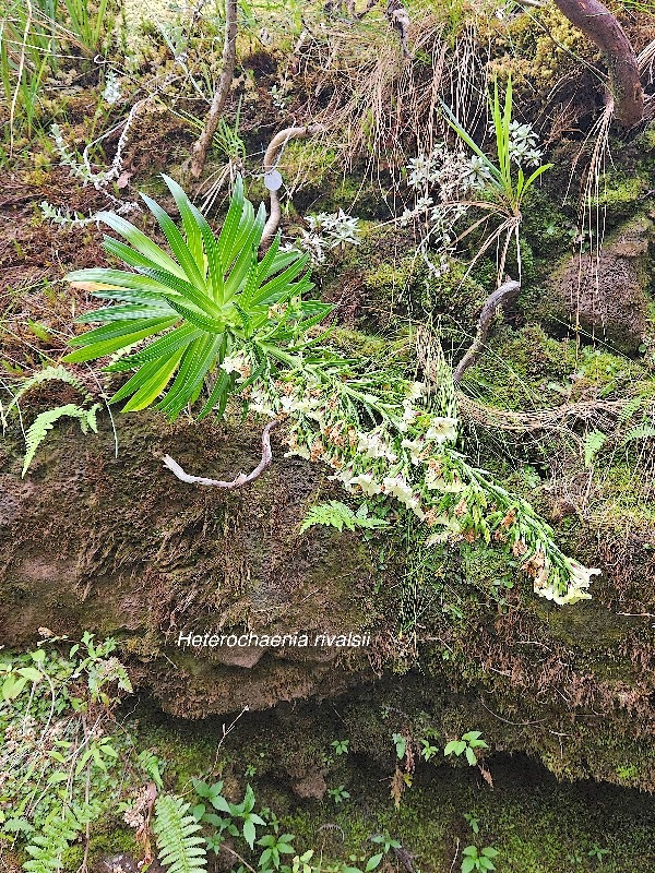 Heterochaenia rivalsii Campanulaceae Endémique La Réunion 55.jpeg