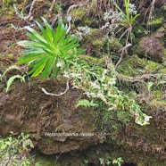 Heterochaenia rivalsii Campanulaceae Endémique La Réunion 55.jpeg