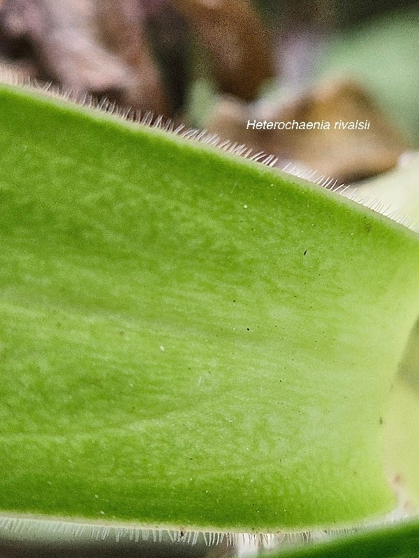 Heterochaenia rivalsii Campanulaceae Endémique La Réunion 602.jpeg