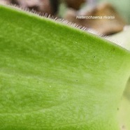 Heterochaenia rivalsii Campanulaceae Endémique La Réunion 602.jpeg