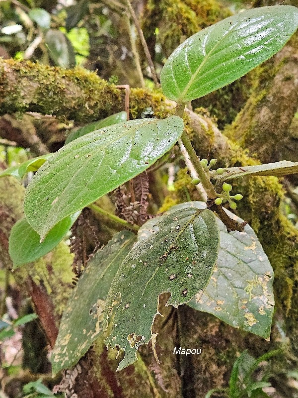 Monimia ovalifolia Mapou Monimiaceae Endémique La Réunion 11.jpeg