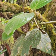 Monimia ovalifolia Mapou Monimiaceae Endémique La Réunion 11.jpeg