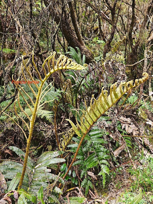 Parablechnum marginatum Blecnacea e Endémique La Réunion 120.jpeg