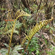 Parablechnum marginatum Blecnacea e Endémique La Réunion 120.jpeg