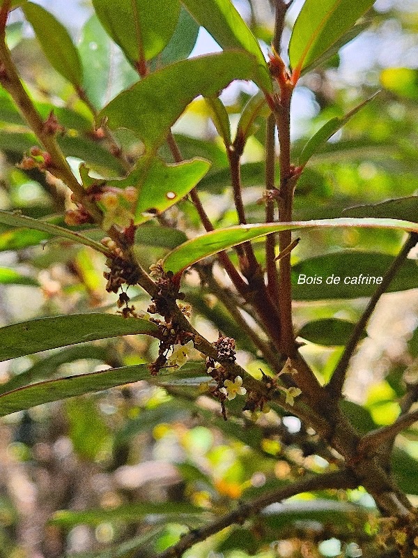 Phyllanthus phillyreifolius Bois de cafrine Phyll anthaceae Endémique La Réunion, Maurice 30.jpeg