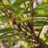 Phyllanthus phillyreifolius Bois de cafrine Phyll anthaceae Endémique La Réunion, Maurice 30.jpeg