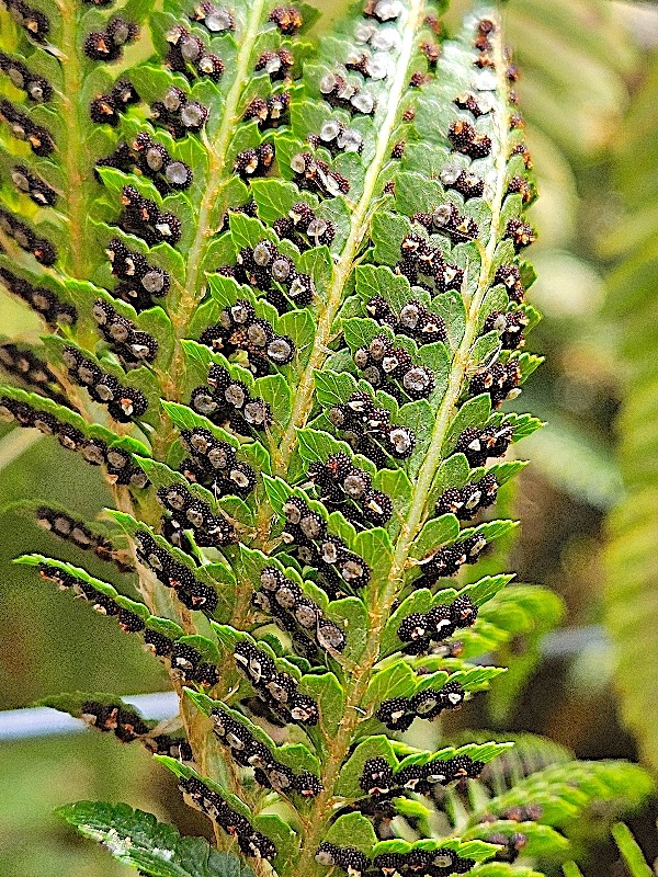 Polystichum sp. Dryopteridaceae 300..jpeg