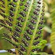 Polystichum sp. Dryopteridaceae 300..jpeg