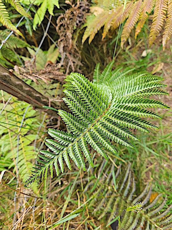 Polystichum sp. Dryopteridaceae 319.jpeg