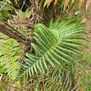 Polystichum sp. Dryopteridaceae 319.jpeg