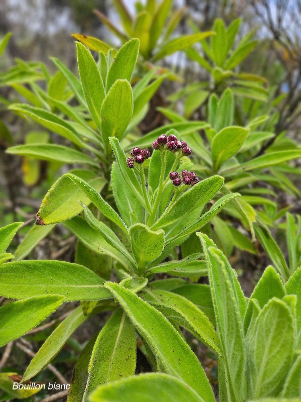 Psiadia anchusifolia Bouillon blanc As teraceae Endémique La Réunion 42.jpeg