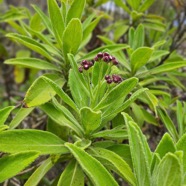 Psiadia anchusifolia Bouillon blanc As teraceae Endémique La Réunion 42.jpeg