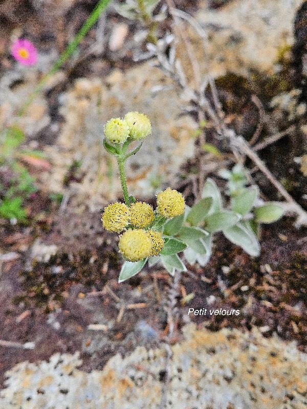 Psiadia argentea Petit velours Aster aceae Endémique La Réunion 940.jpeg