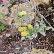 Psiadia argentea Petit velours Aster aceae Endémique La Réunion 940.jpeg