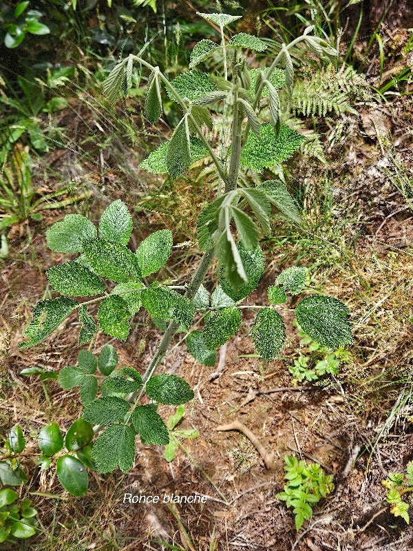 Rubus apetalus Ronce blanche Rosa ceae Indigène La Réunion 32.jpeg