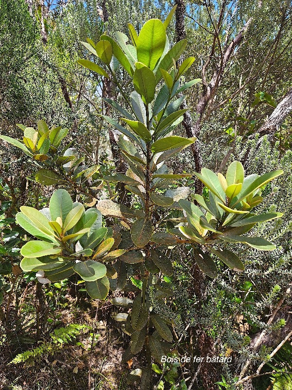 Sideroxylon borbonicum Bois de fer ba?tard  Sapotaceae Endémique La Réunion 22.jpeg