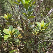 Sideroxylon borbonicum Bois de fer ba?tard  Sapotaceae Endémique La Réunion 22.jpeg