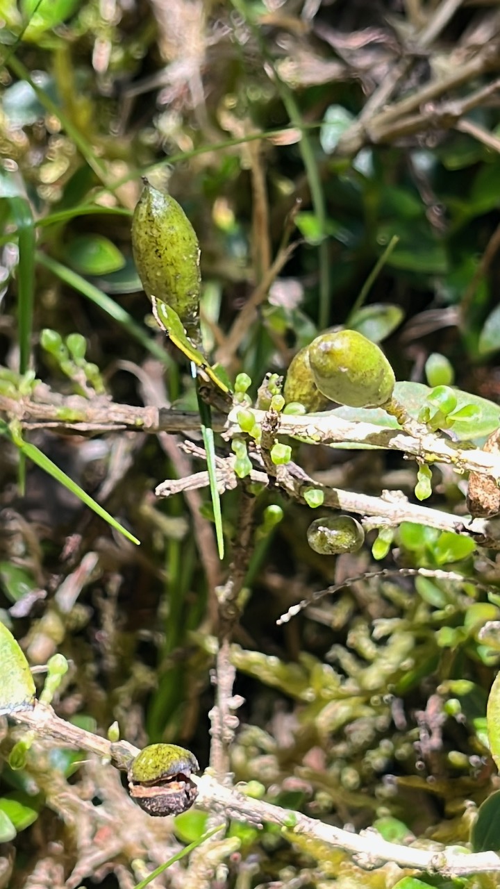 11. Fruits - Geniostoma pedunculatum Bojer ex DC. - Petit bois de rat - Loganiaceae IMG_2217.HEIC.jpeg