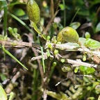 11. Fruits - Geniostoma pedunculatum Bojer ex DC. - Petit bois de rat - Loganiaceae IMG_2217.HEIC.jpeg