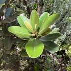 13. Sideroxylon borbonicum - Bois de fer batard-Natte coudine-… - SAPOTACEAE - Endémique Réunion IMG_2226.HEIC.jpeg