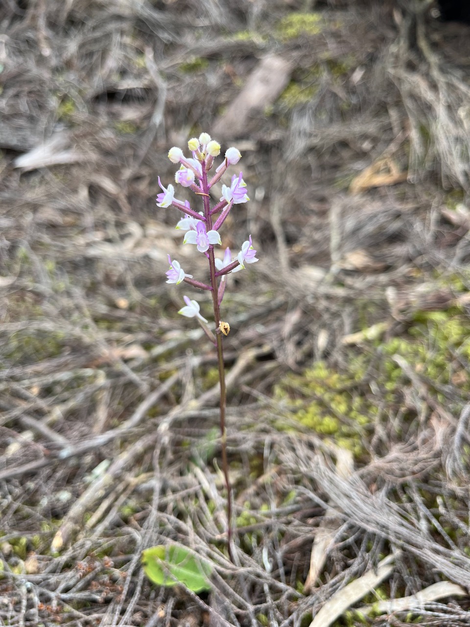 37. Cynorkis ridleyi T. Durand et Schinz Orchidaceae Indigène La Réunion.jpeg