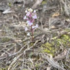 37. Cynorkis ridleyi T. Durand et Schinz Orchidaceae Indigène La Réunion.jpeg