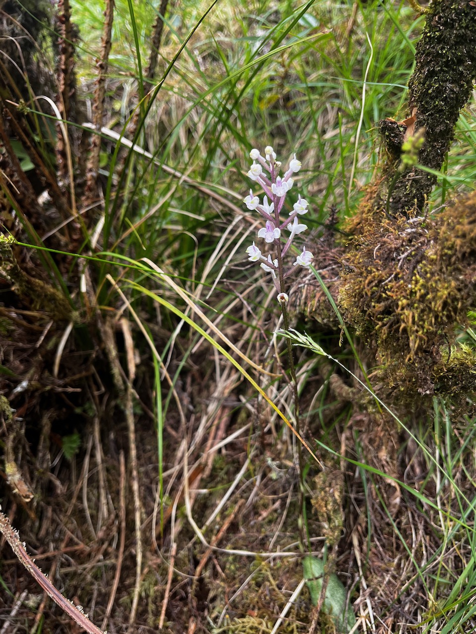 42. Cynorkis ridleyi T. Durand et Schinz Orchidaceae Indigène La Réunion.jpeg