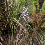 43. Cynorkis ridleyi T. Durand et Schinz Orchidaceae Indigène La Réunion.jpeg