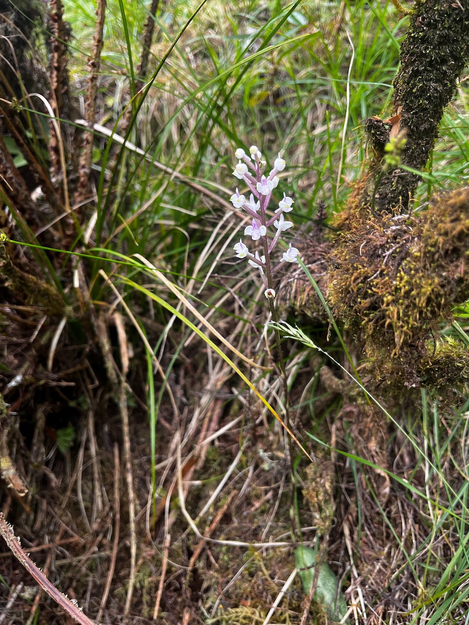 44. Cynorkis ridleyi T. Durand et Schinz Orchidaceae Indigène La Réunion.jpeg