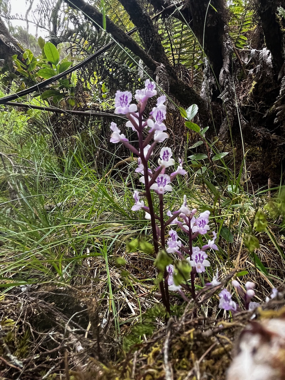 45. Cynorkis calcarata Orchidaceae Endémique La Réunion, Maurice.jpeg