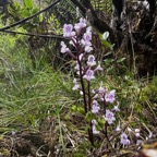 45. Cynorkis calcarata Orchidaceae Endémique La Réunion, Maurice.jpeg