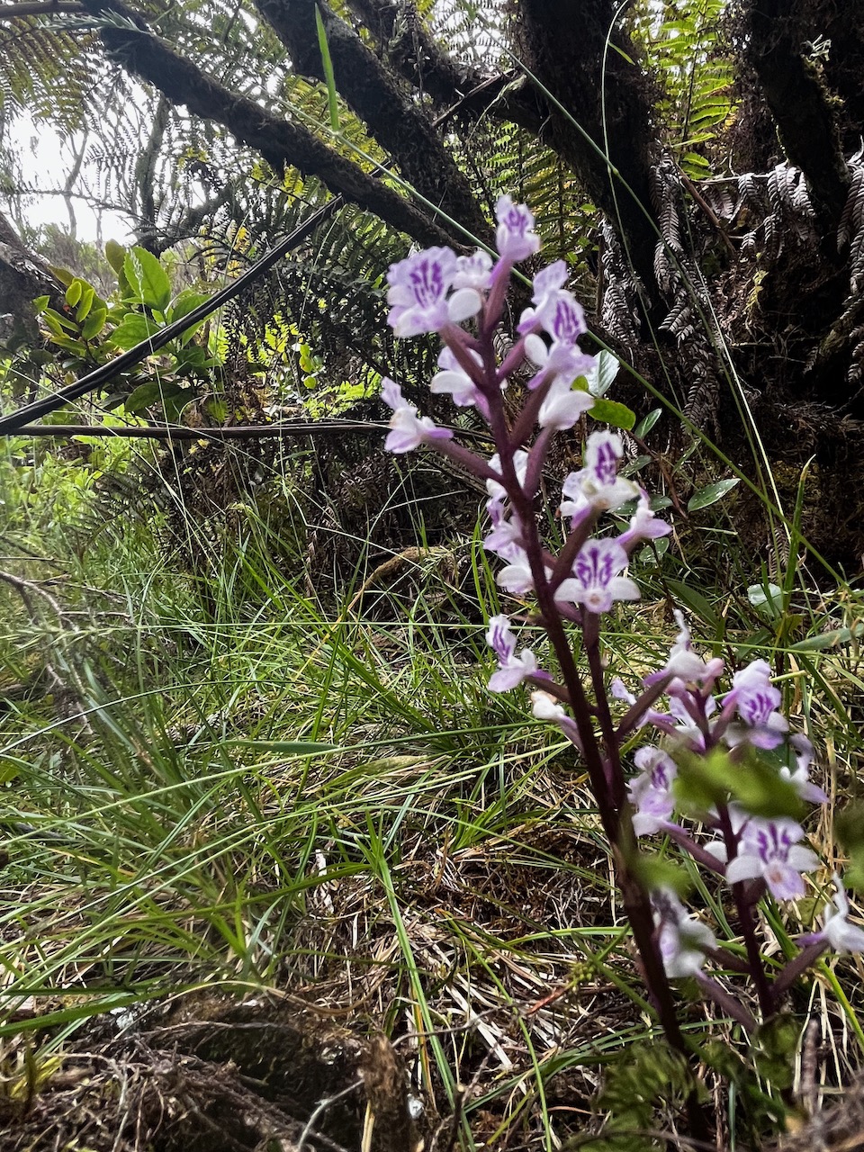 47. Cynorkis calcarata Orchidaceae Endémique La Réunion, Maurice.jpeg