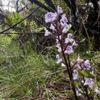 47. Cynorkis calcarata Orchidaceae Endémique La Réunion, Maurice.jpeg