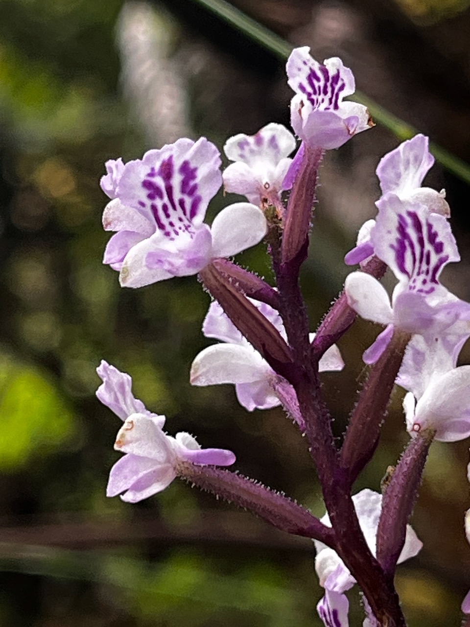 48. Cynorkis calcarata Orchidaceae Endémique La Réunion, Maurice.jpeg